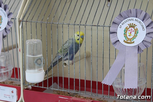 6 Campeonato Ornitolgico Regional Murciano - 214