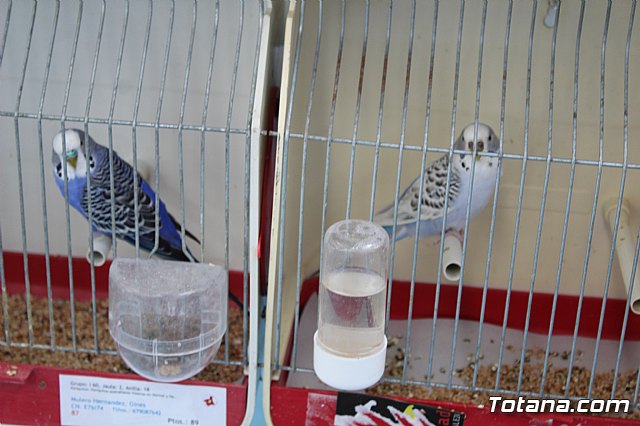 6 Campeonato Ornitolgico Regional Murciano - 216