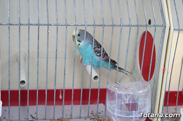 6 Campeonato Ornitolgico Regional Murciano - 217