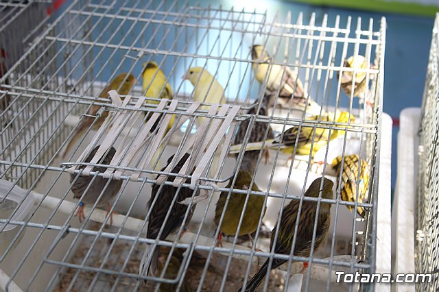 6 Campeonato Ornitolgico Regional Murciano - 219