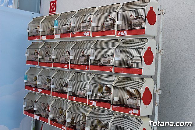 6 Campeonato Ornitolgico Regional Murciano - 221