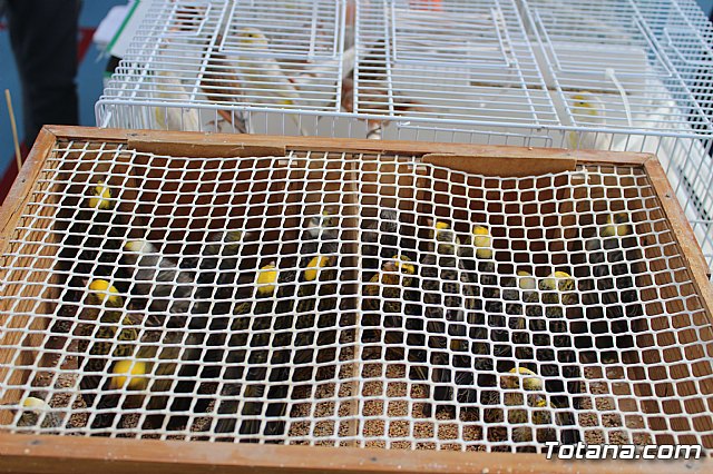 6 Campeonato Ornitolgico Regional Murciano - 223