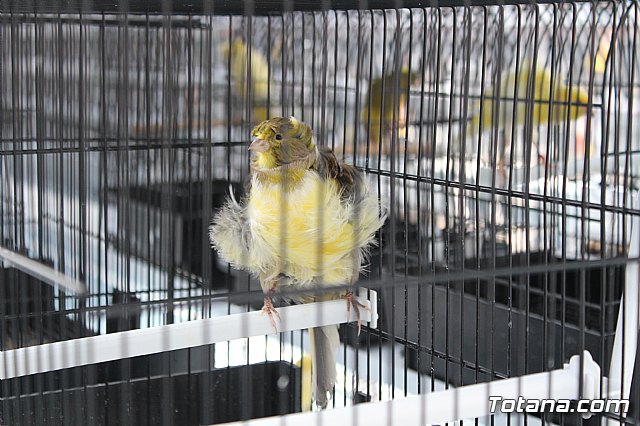 6 Campeonato Ornitolgico Regional Murciano - 225