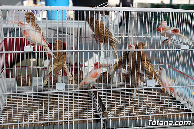 6 Campeonato Ornitolgico Regional Murciano - 227