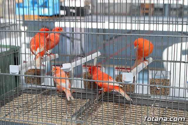 6 Campeonato Ornitolgico Regional Murciano - 228