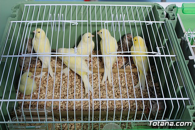 6 Campeonato Ornitolgico Regional Murciano - 229