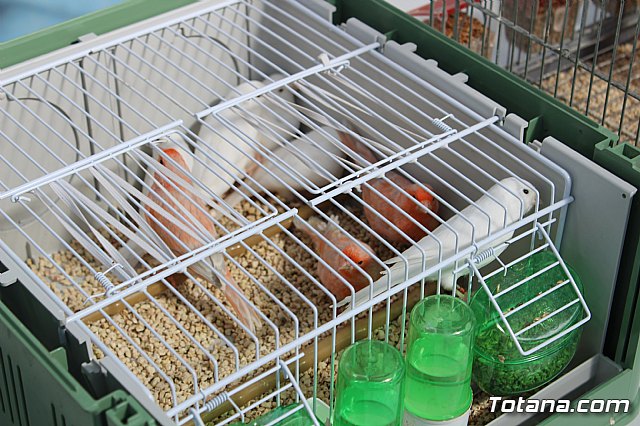 6 Campeonato Ornitolgico Regional Murciano - 230