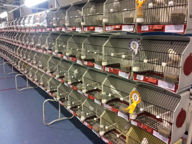 6 Campeonato Ornitolgico Regional Murciano - 234