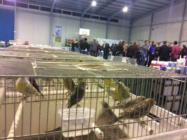 6 Campeonato Ornitolgico Regional Murciano - 236