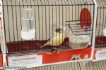 pajaros