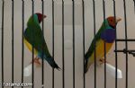 pajaros