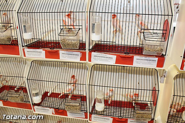 Exposicin ornitolgica 