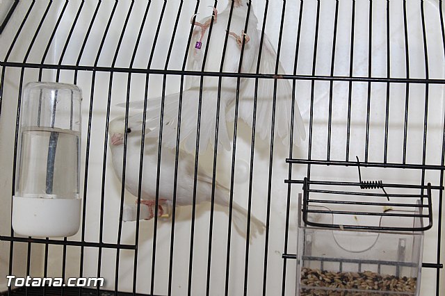 Exposicin ornitolgica 