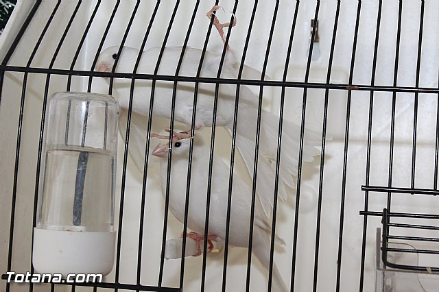 Exposicin ornitolgica 