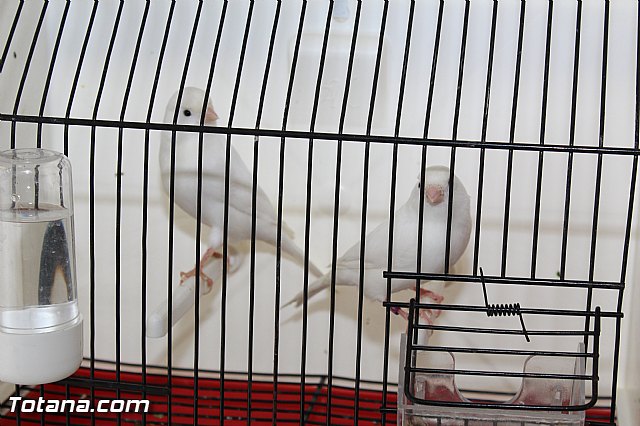 Exposicin ornitolgica 