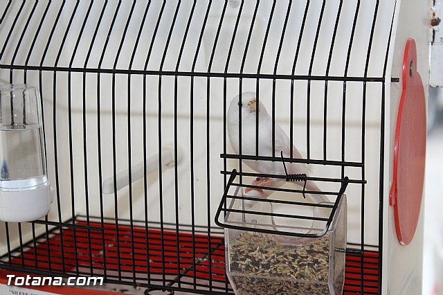 Exposicin ornitolgica 