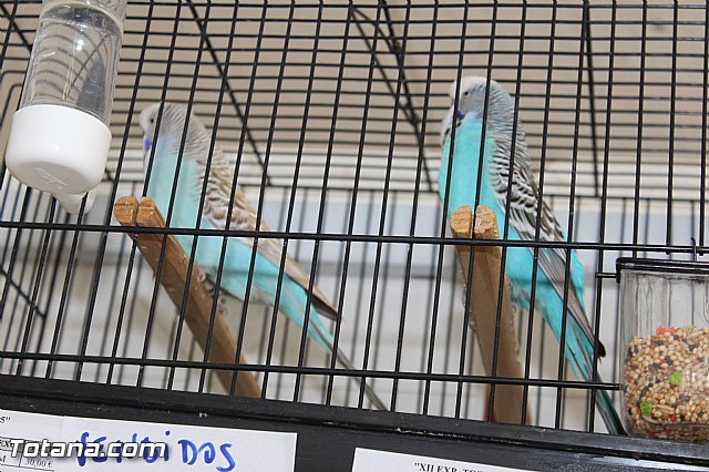 Exposicin ornitolgica 