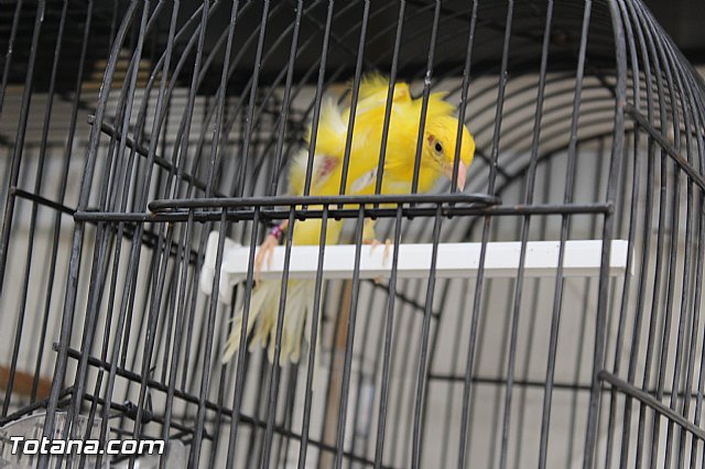 Exposicin ornitolgica 