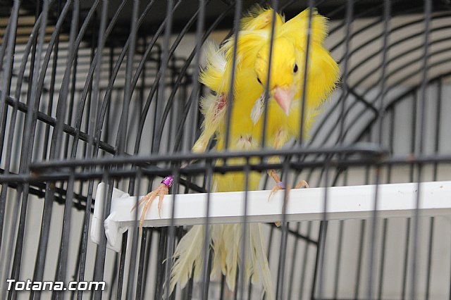 Exposicin ornitolgica 