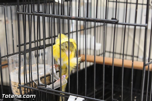 Exposicin ornitolgica 