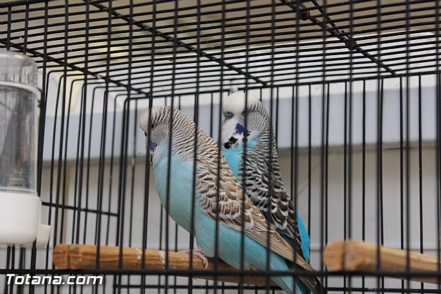 Exposicin ornitolgica 