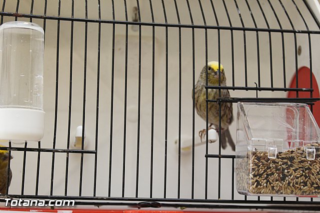 Exposicin ornitolgica 