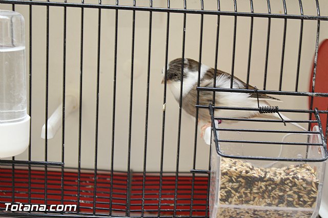 Exposicin ornitolgica 