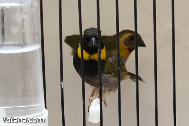 Exposicin ornitolgica 