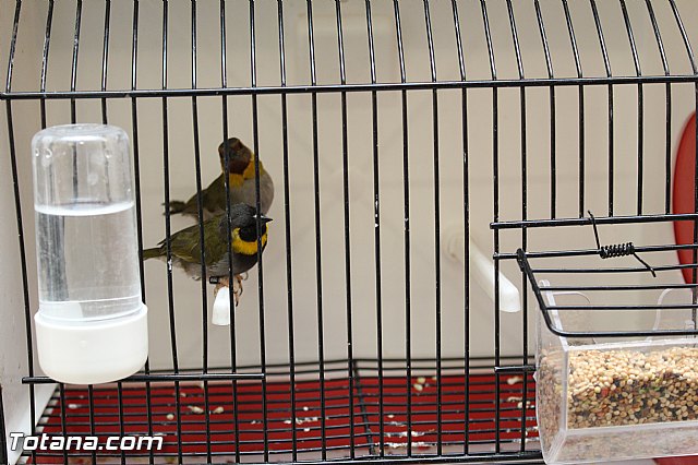 Exposicin ornitolgica 