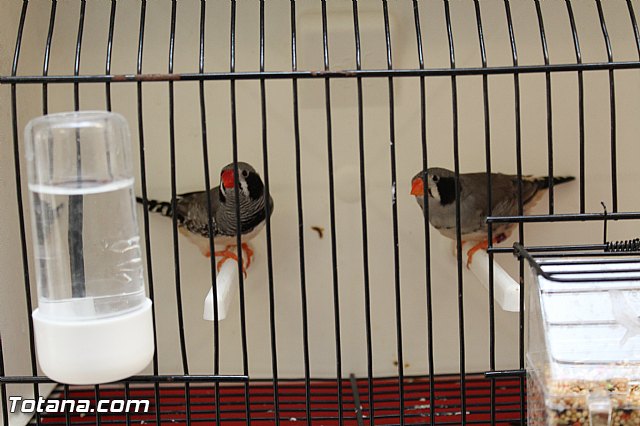 Exposicin ornitolgica 