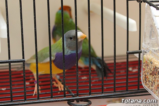 Exposicin ornitolgica 