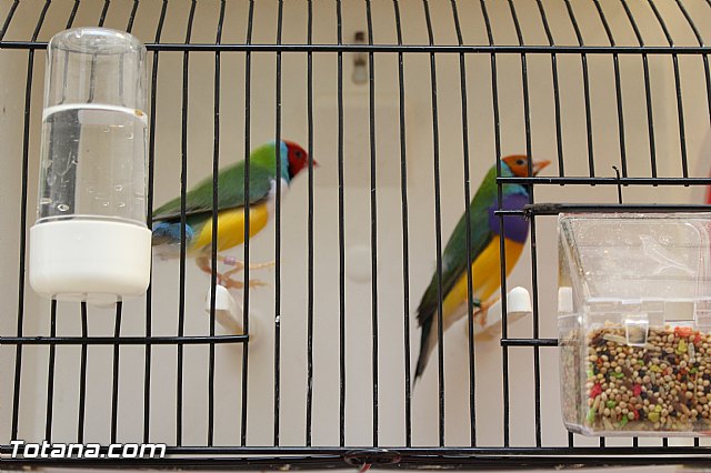 Exposicin ornitolgica 