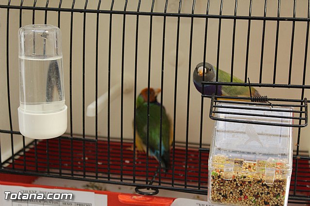 Exposicin ornitolgica 