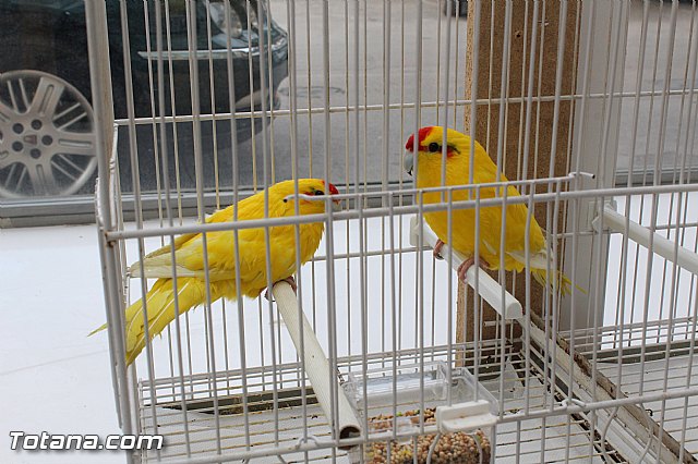 Exposicin ornitolgica 