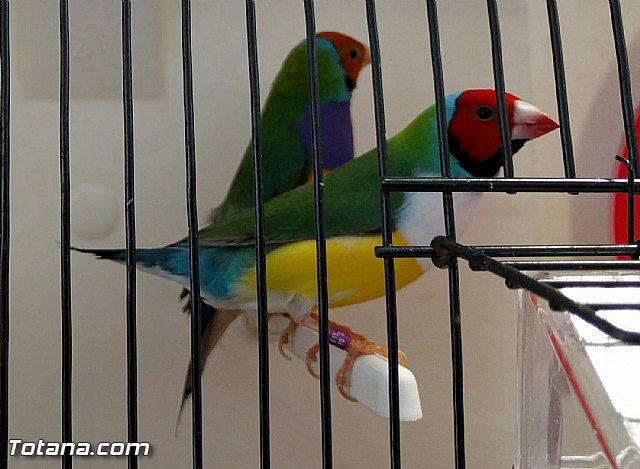 Exposicin ornitolgica 