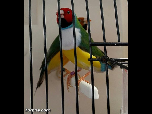 Exposicin ornitolgica 