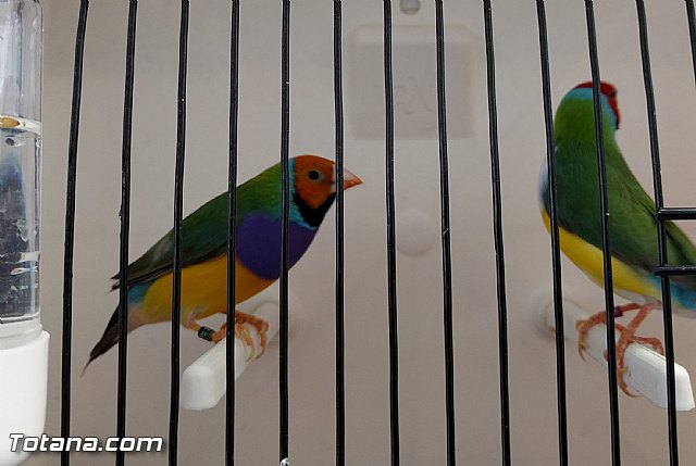 Exposicin ornitolgica 