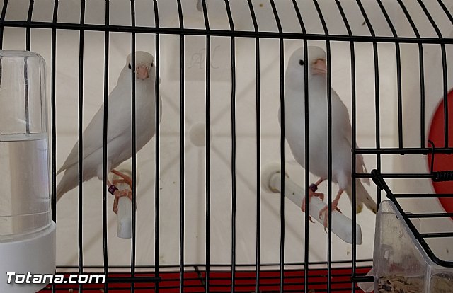 Exposicin ornitolgica 