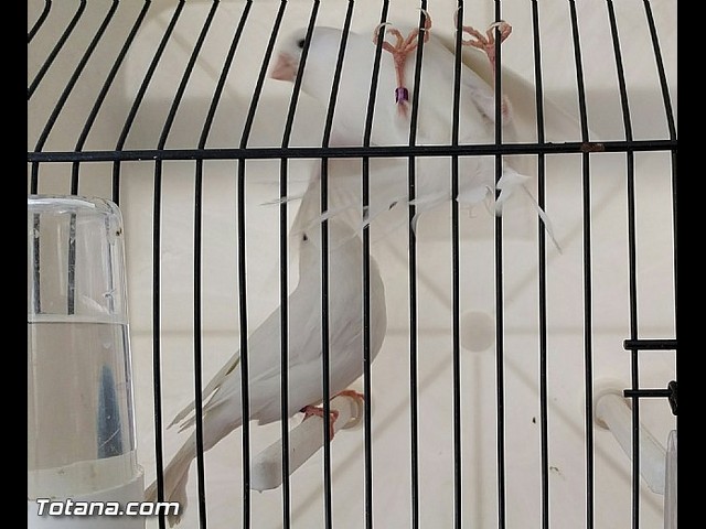 Exposicin ornitolgica 