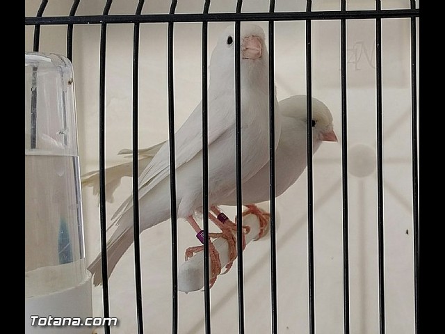 Exposicin ornitolgica 