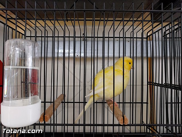 Exposicin ornitolgica 