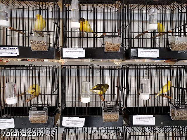 Exposicin ornitolgica 