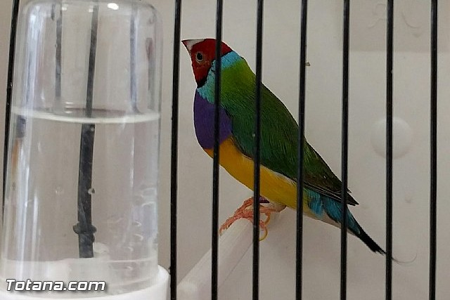 Exposicin ornitolgica 