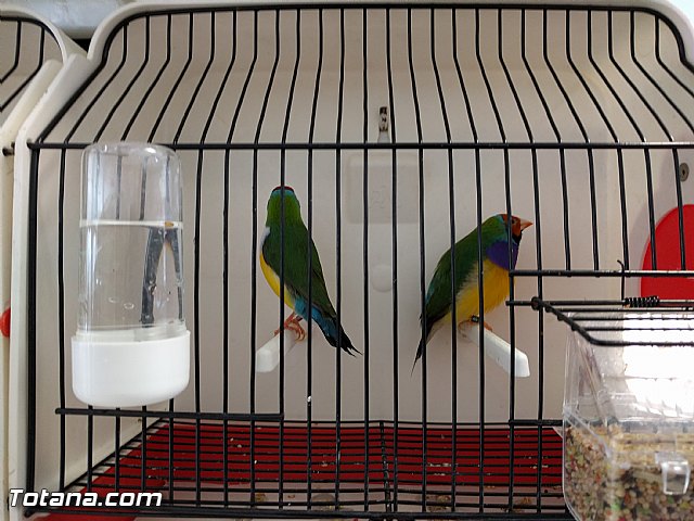 Exposicin ornitolgica 