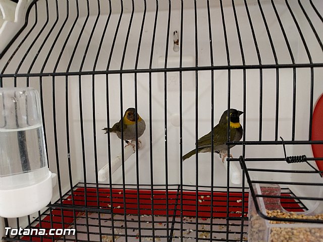 Exposicin ornitolgica 