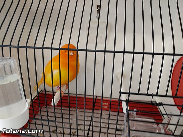 Exposicin ornitolgica 