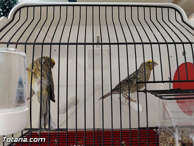 Exposicin ornitolgica 