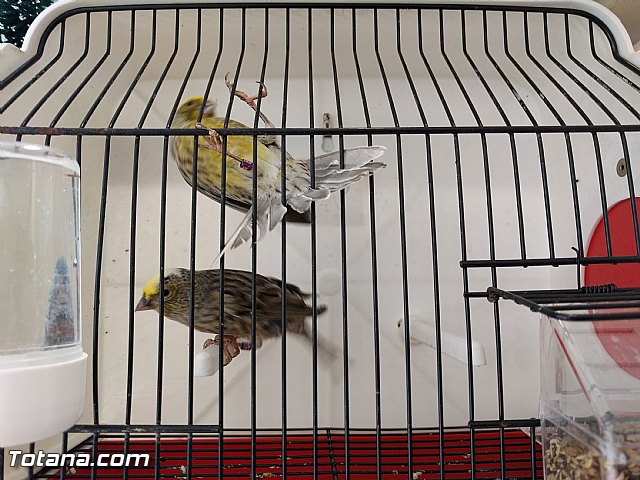 Exposicin ornitolgica 