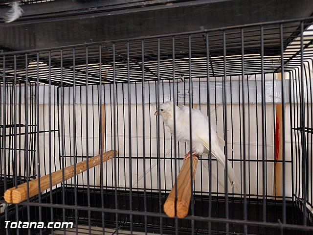 Exposicin ornitolgica 