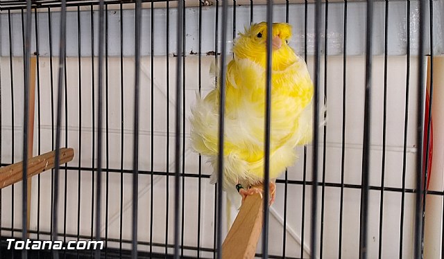 Exposicin ornitolgica 